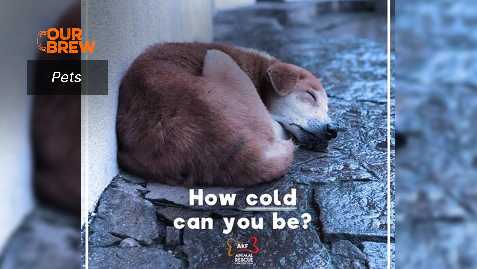 Christmas for rescued dogs