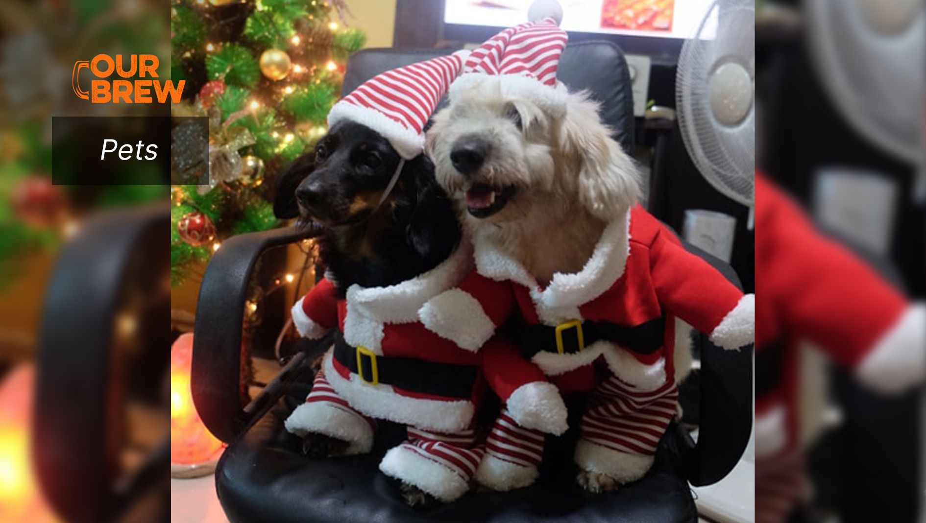 Pets and fireworks: Do’s and Don’ts