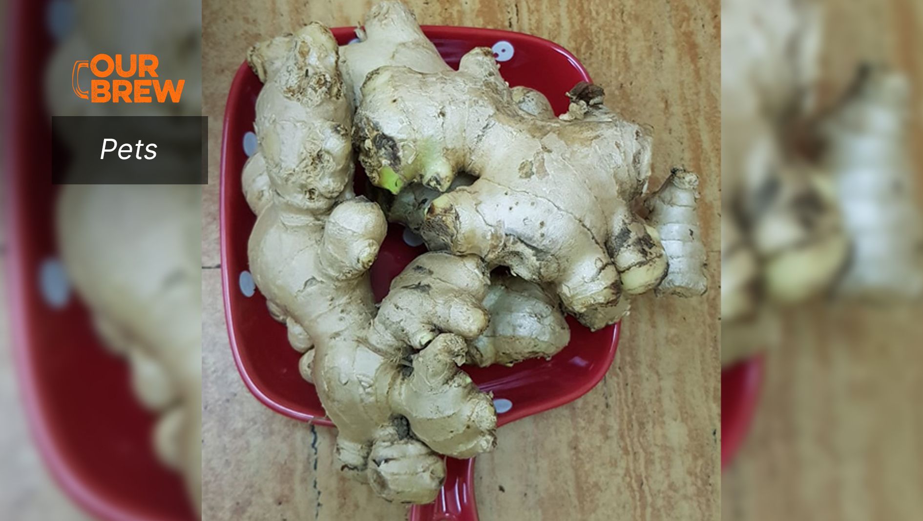 Luya or Ginger Keeps your Pet Warm During the Cold Season