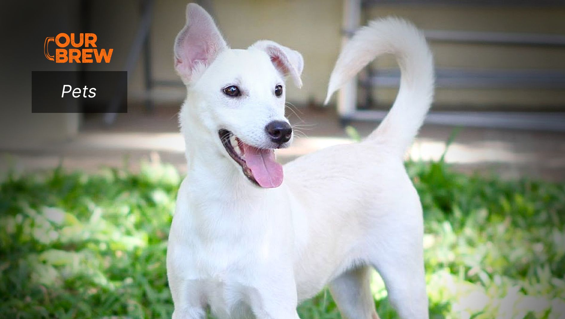 Five top tips to consider before getting a canine companion