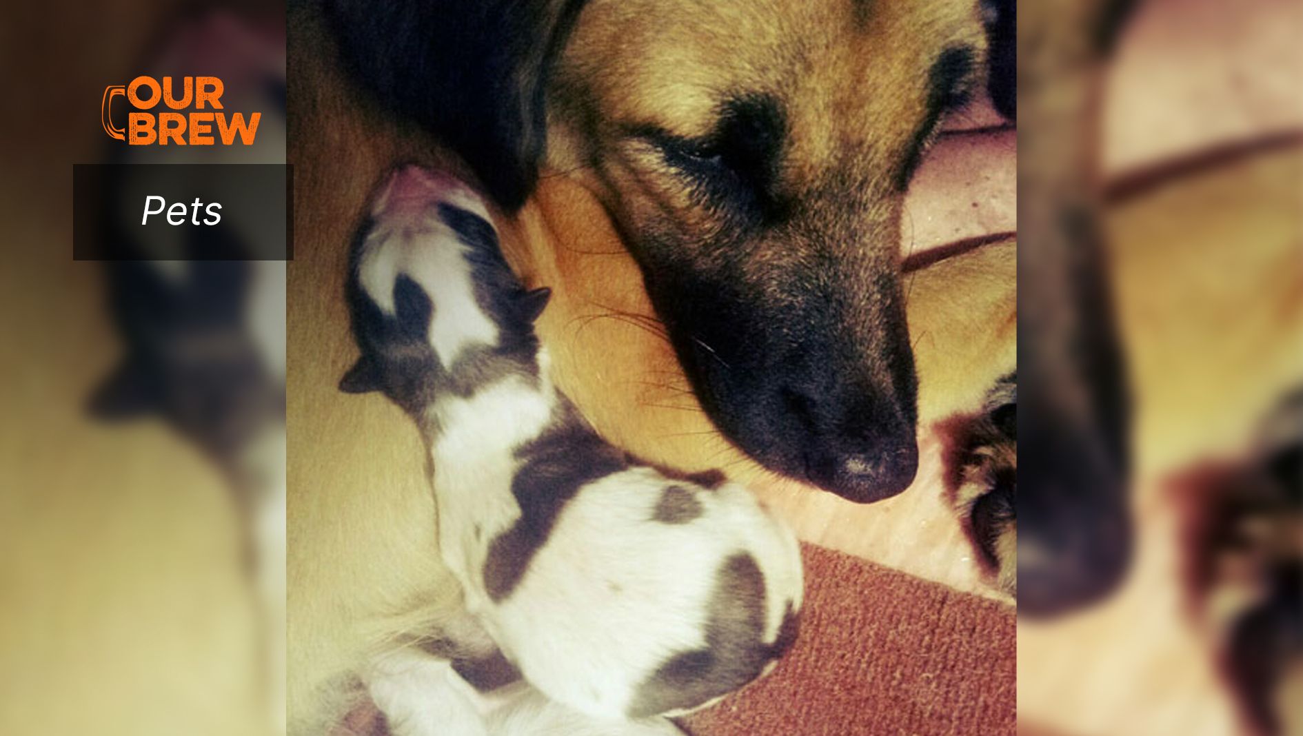 Being a Midwife to Your Pet