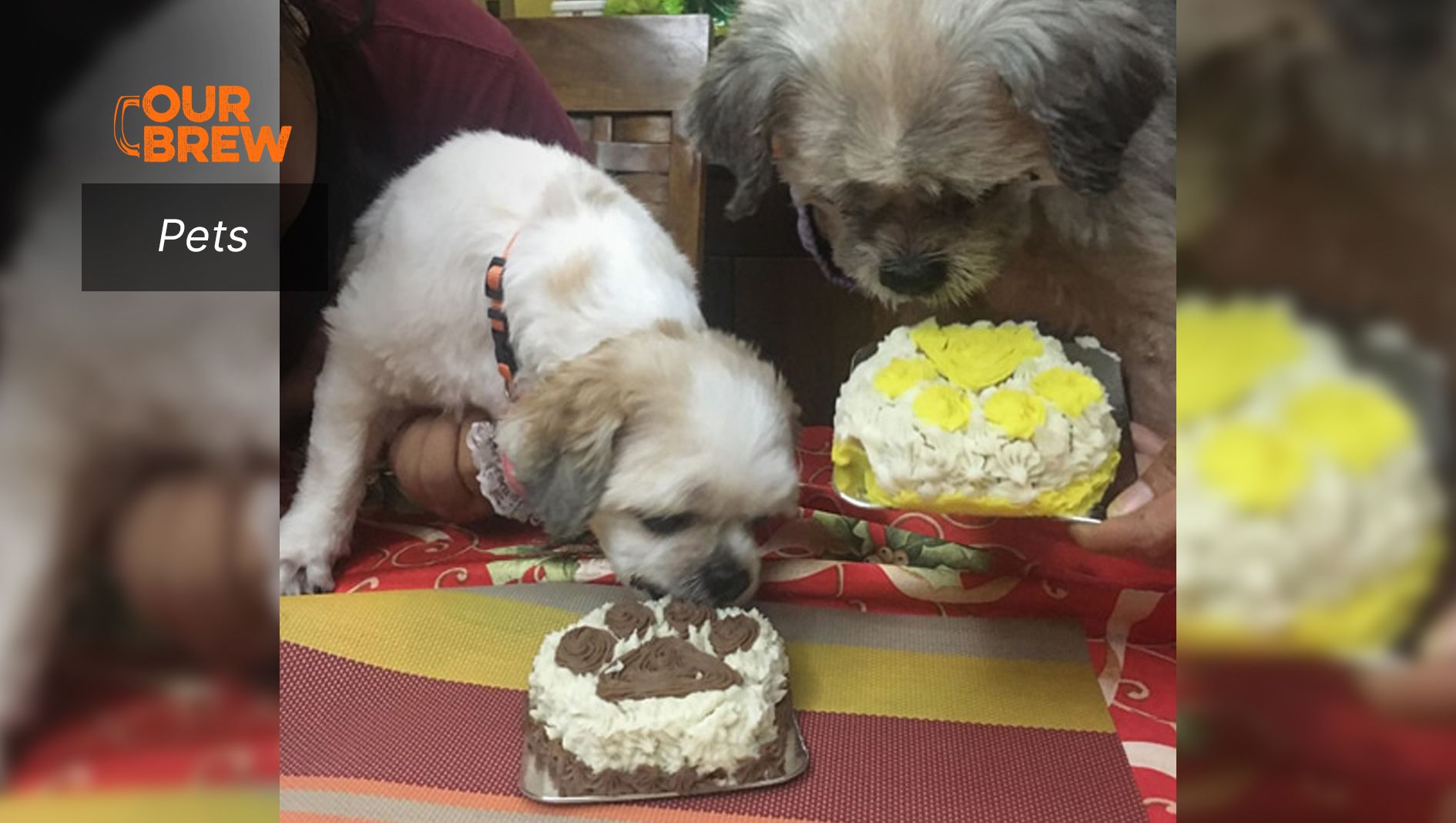 Pizza for your Pooch? Noooo!