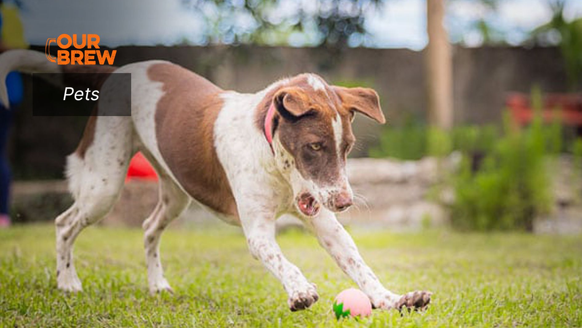 The Five Freedoms of Animals: Understanding the Universal Standard of Animal Welfare