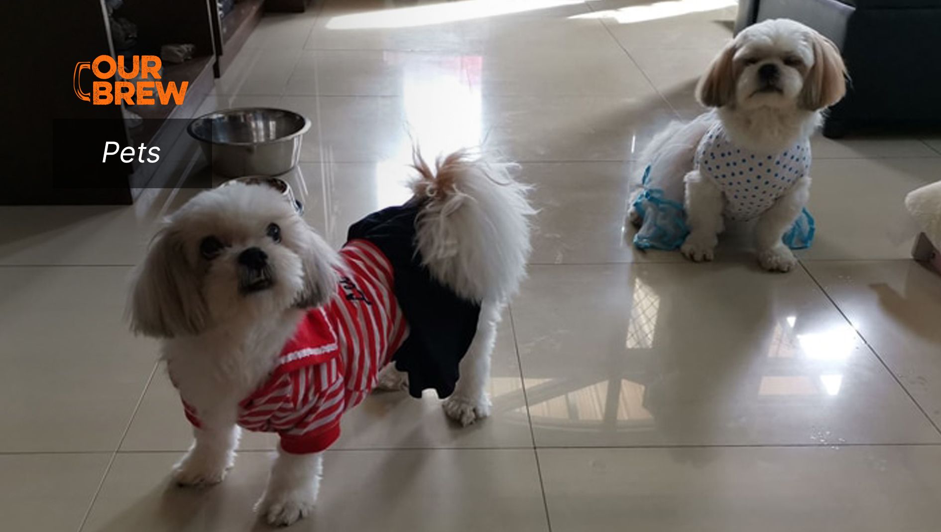 Picking the Right Dog to be your Pet