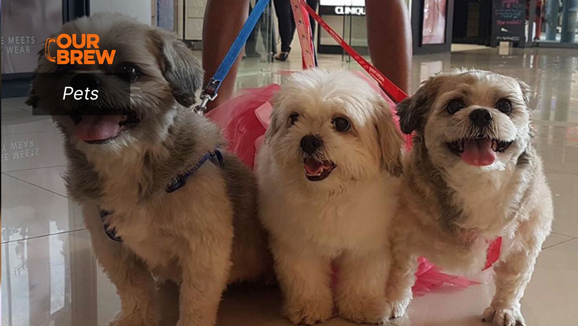 What to Do When Dogs Fight