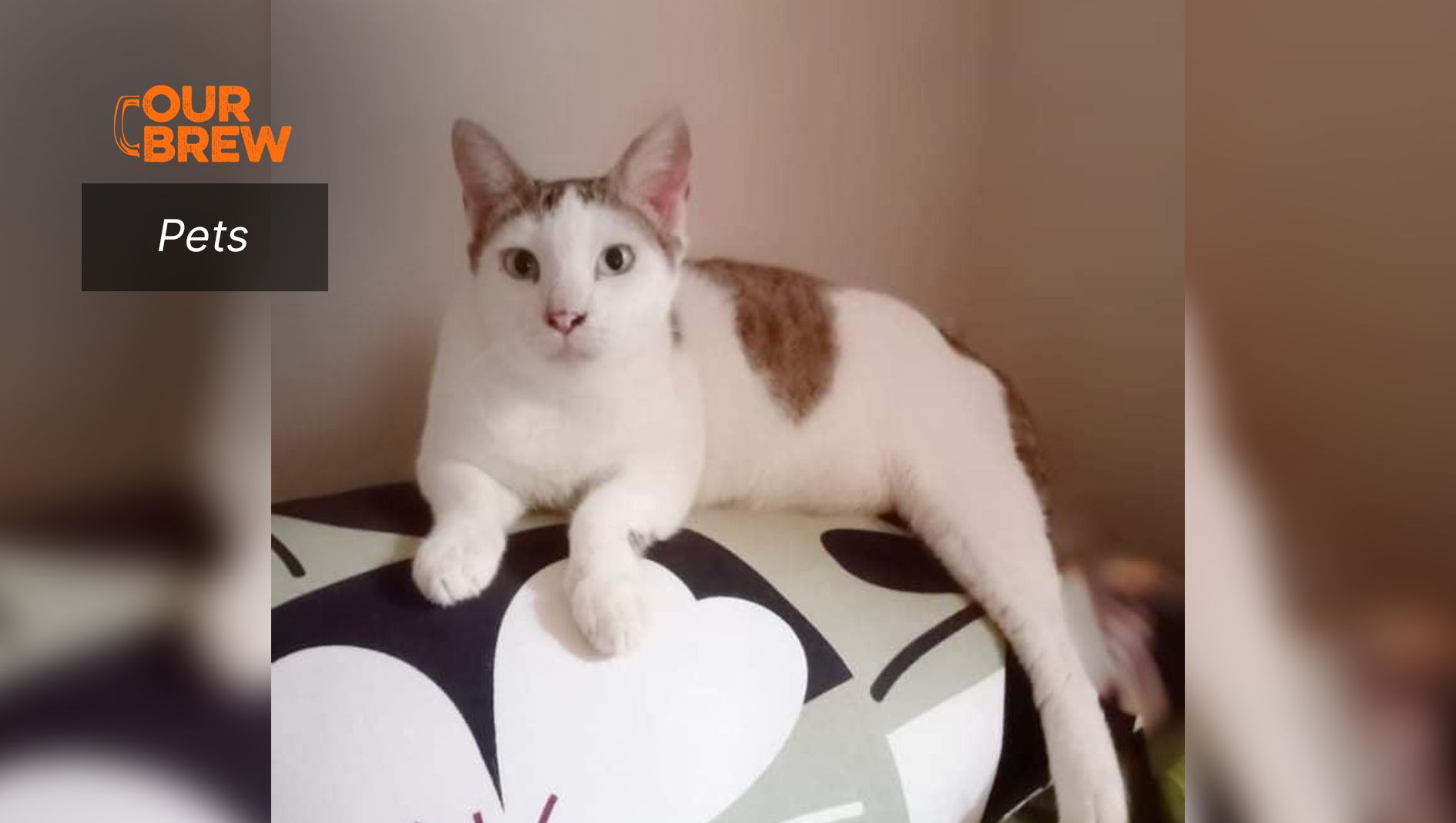 Preventive Health Care for Cats