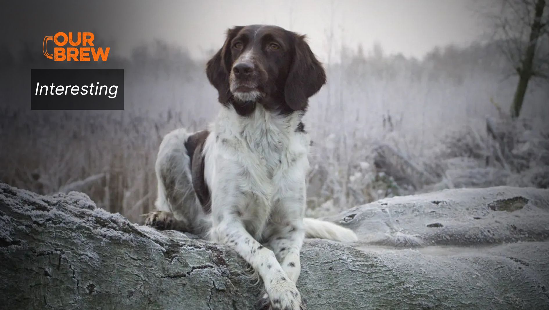 Animals Do Have Memories, and Can Help Us Crack Alzheimer’s