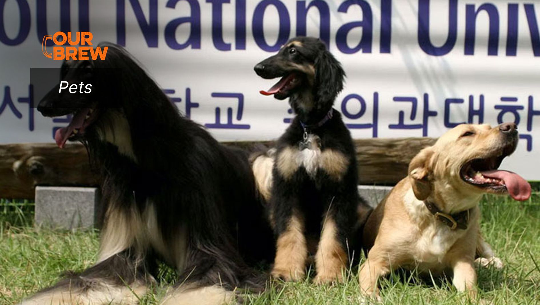 Will You Clone Your Pet Like Barbara Streisand?