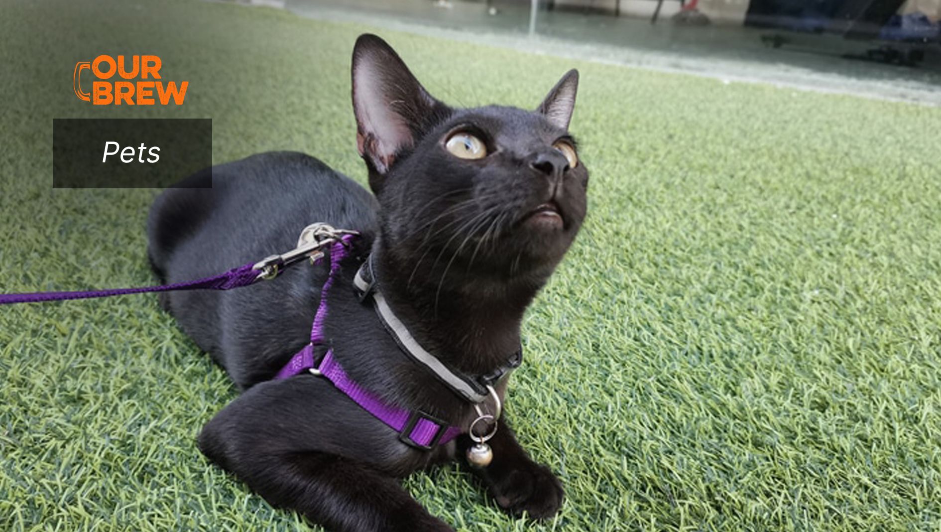 Black Cats Bring Positive Energy and Good Karma, Say Proud Owners