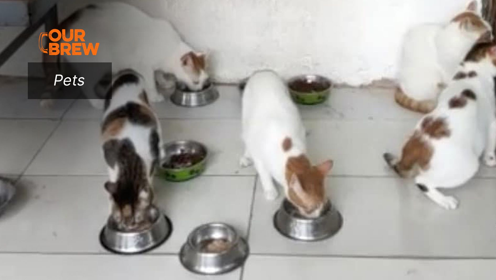 Feeding Mistakes That Cat Owners Must Avoid