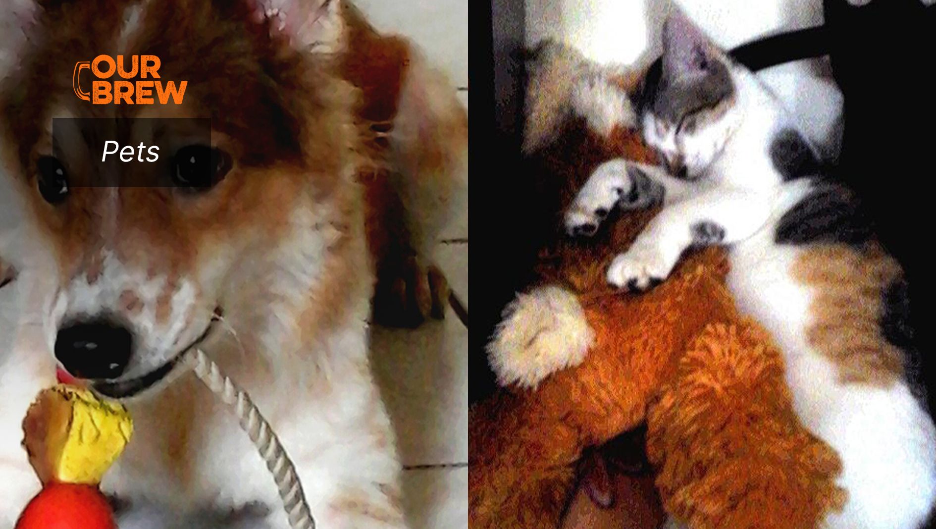 Millennials and their Pets