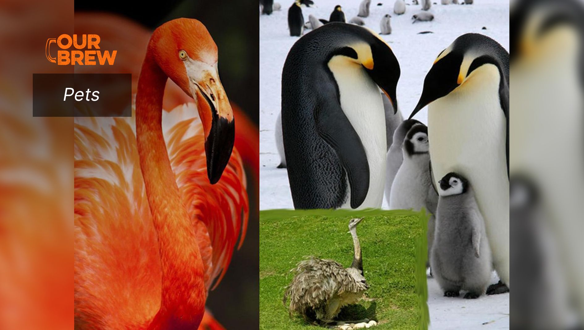 Super Dads of the Animal World