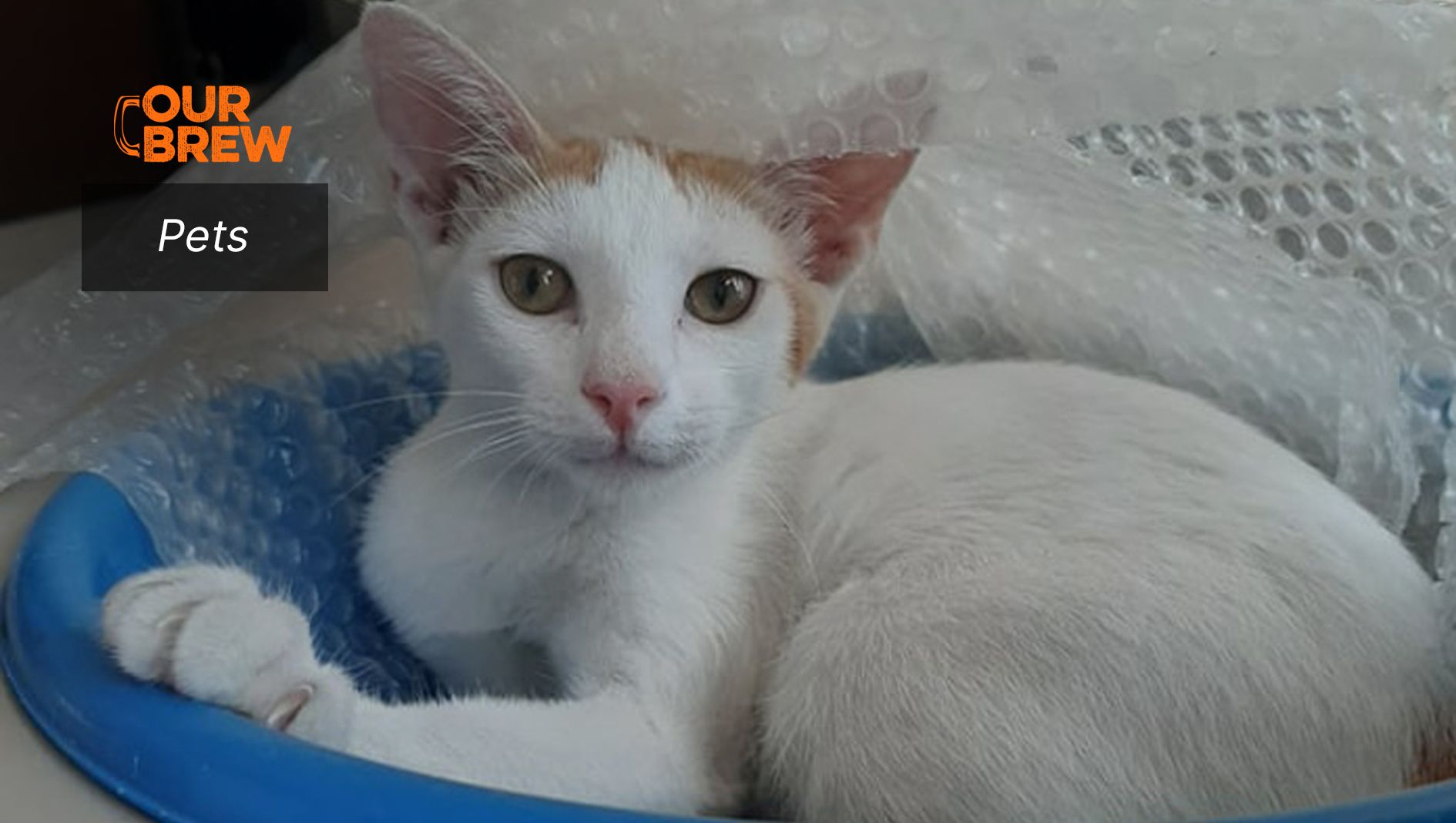 What To Do When Cats Meow Too Much