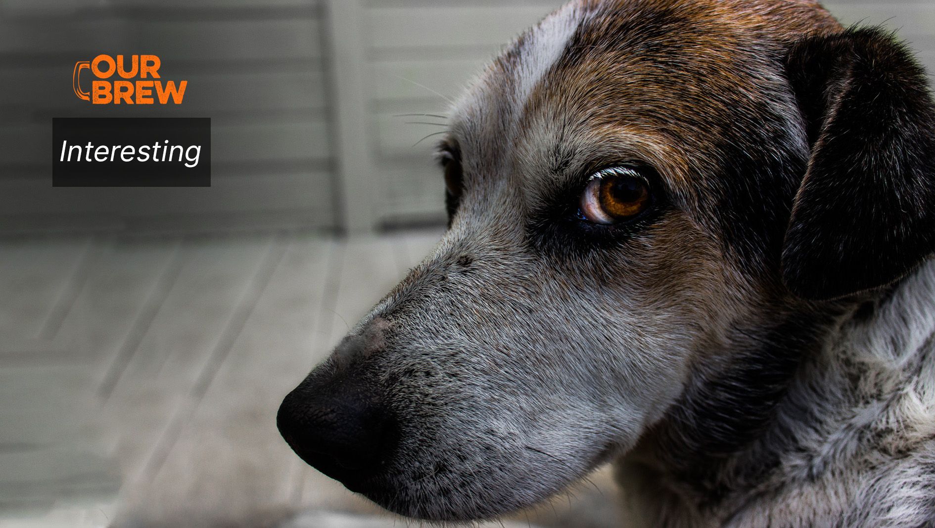 Inside the Brains of Aging Dogs