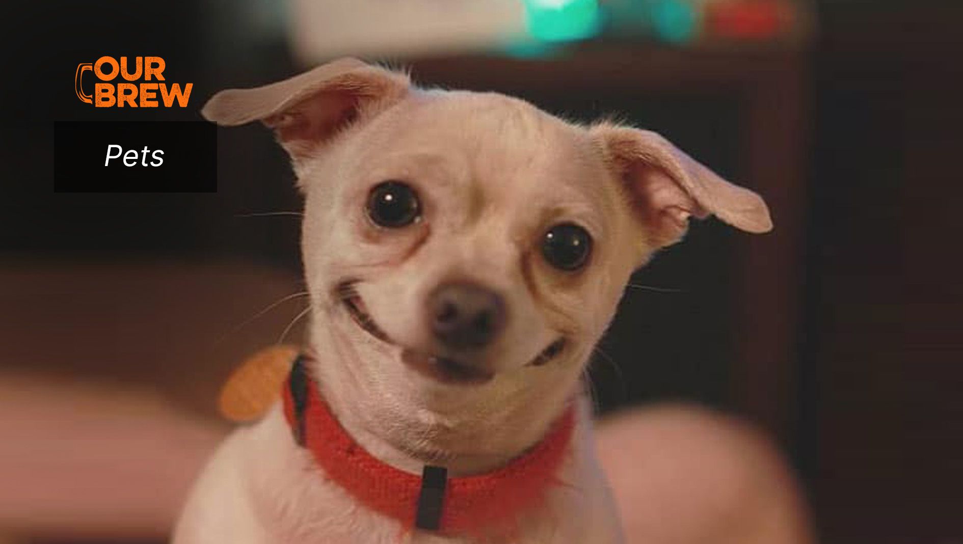 Why Do Dogs Smile?