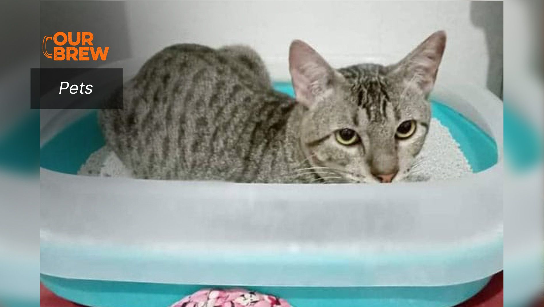 Debunking Common Misconceptions About Cats