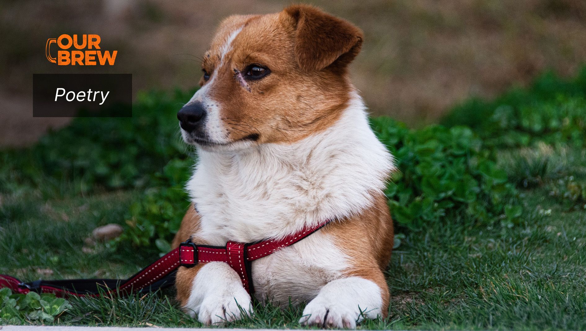The Puppy
