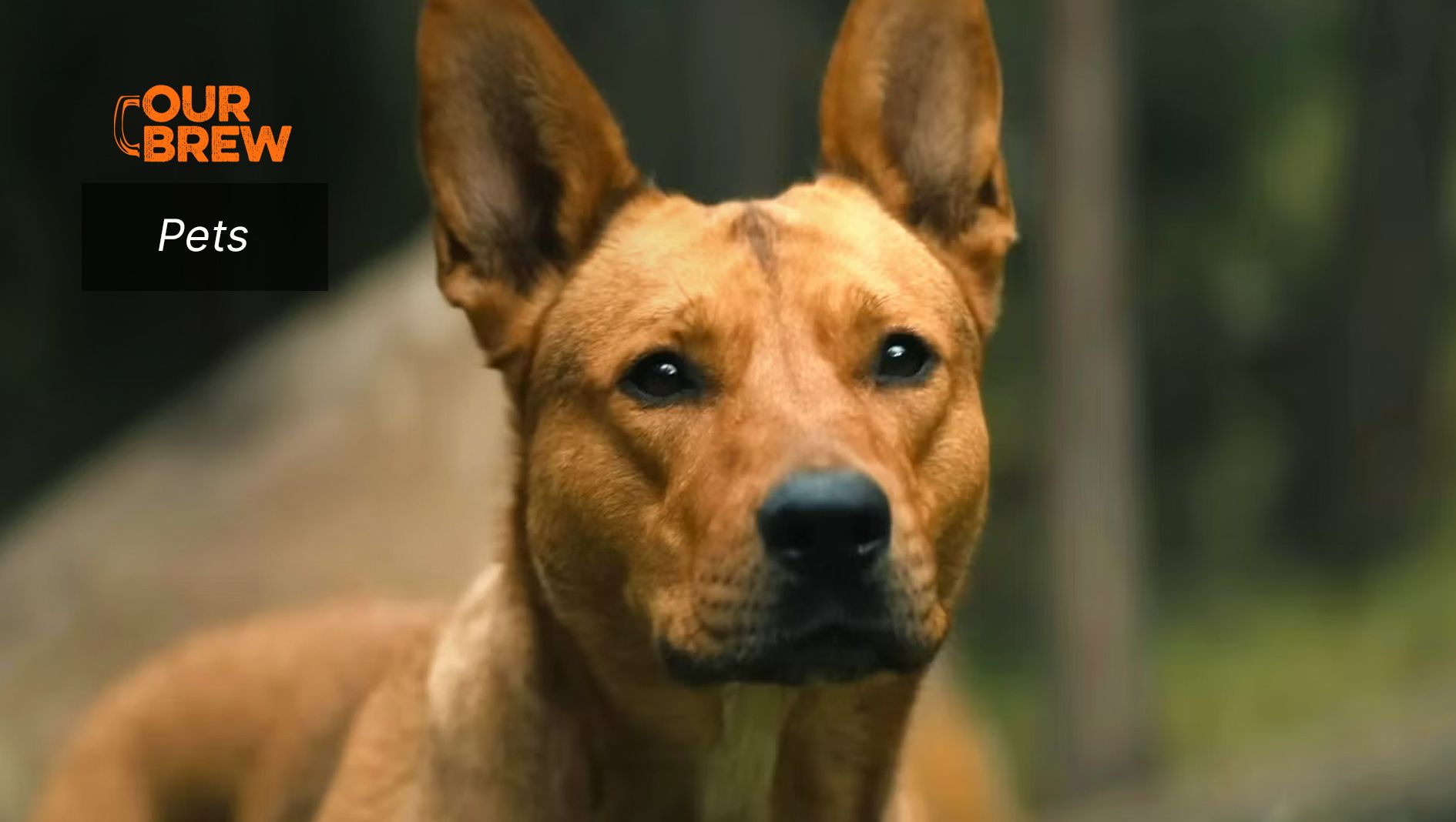 Meet Coco, the Shelter Dog Who is Now a Certified Star