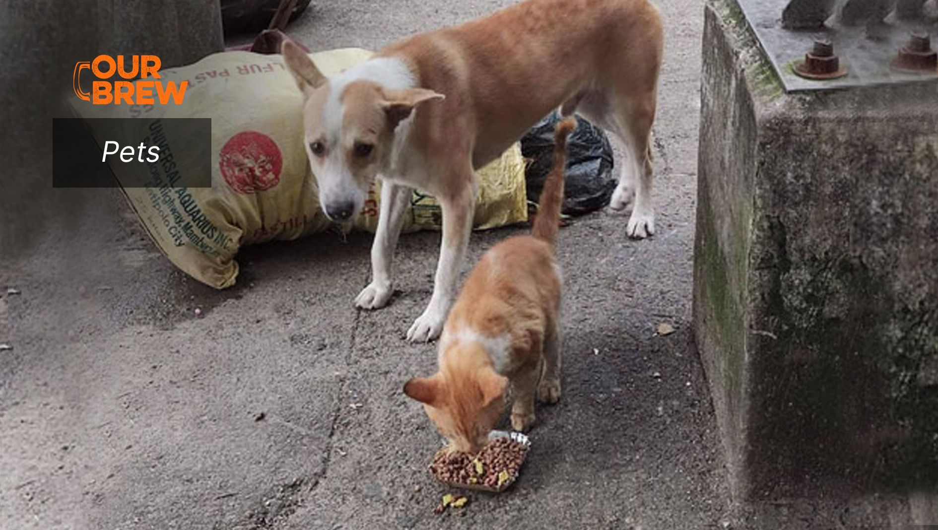 Helping the Homeless and the Hungry