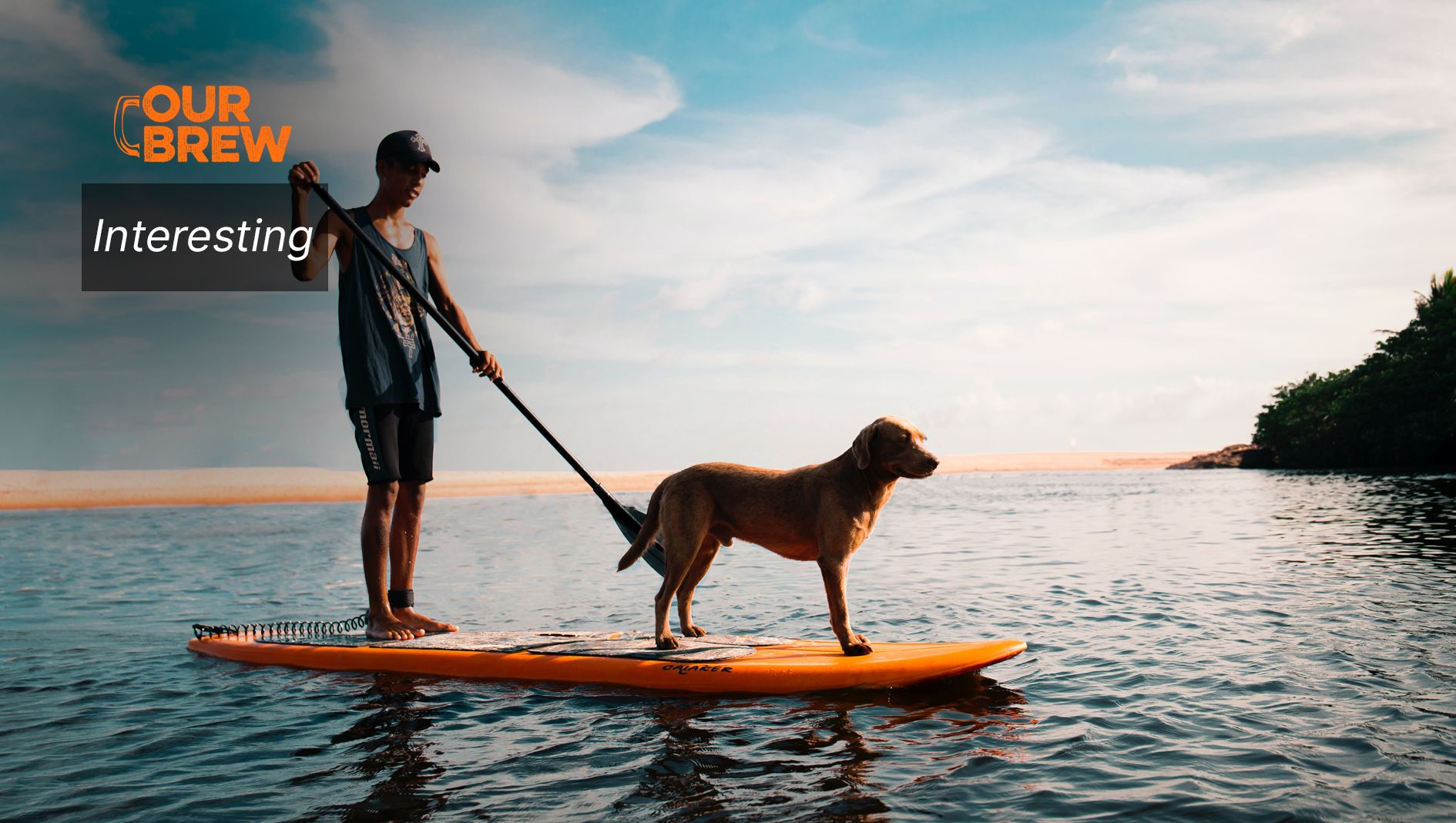 Dog Owners Take More Risks, Cat Owners are More Cautious – New Research Examines How People Conform to their Pets’ Stereotypical Traits