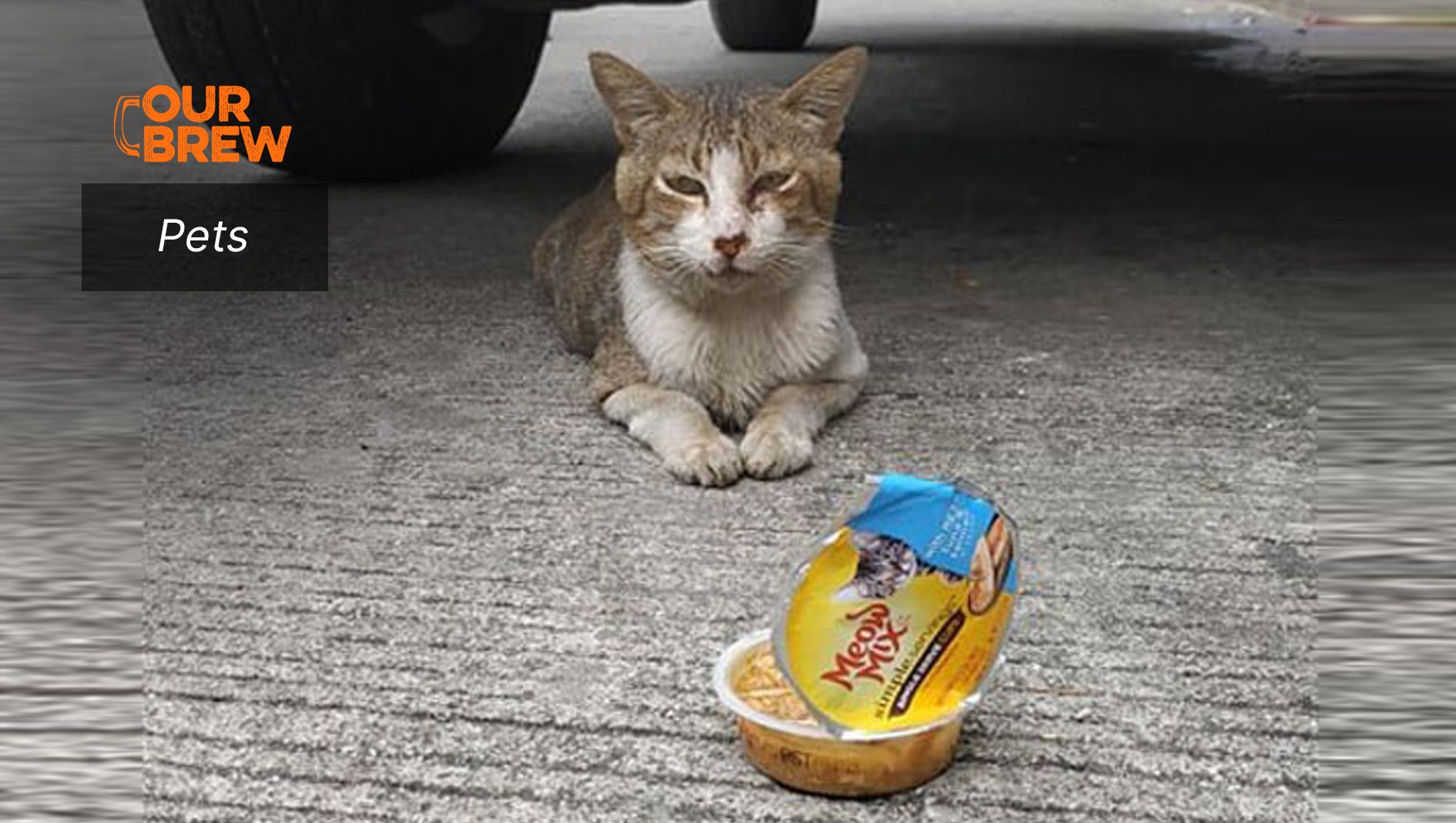 The Plight of Homeless Animals