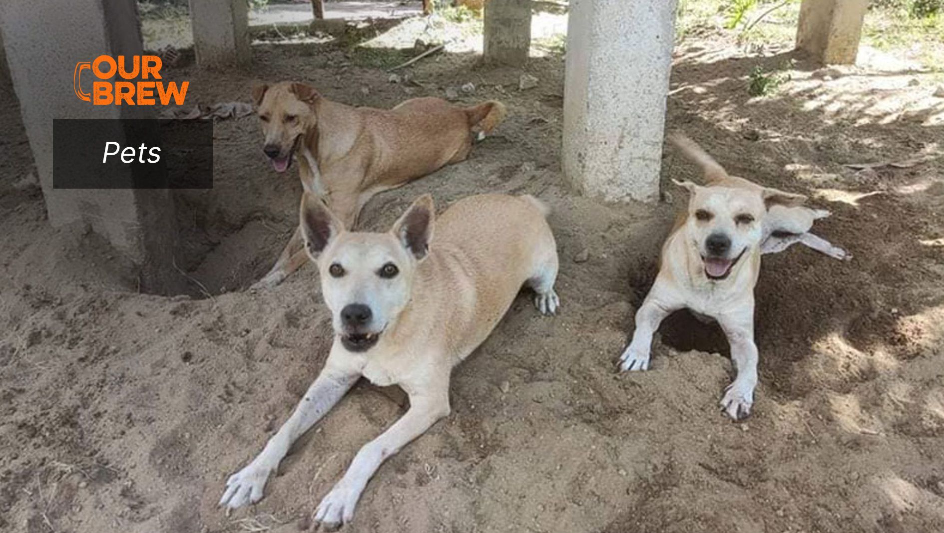 Seeing Life Through the Eyes of a Stray