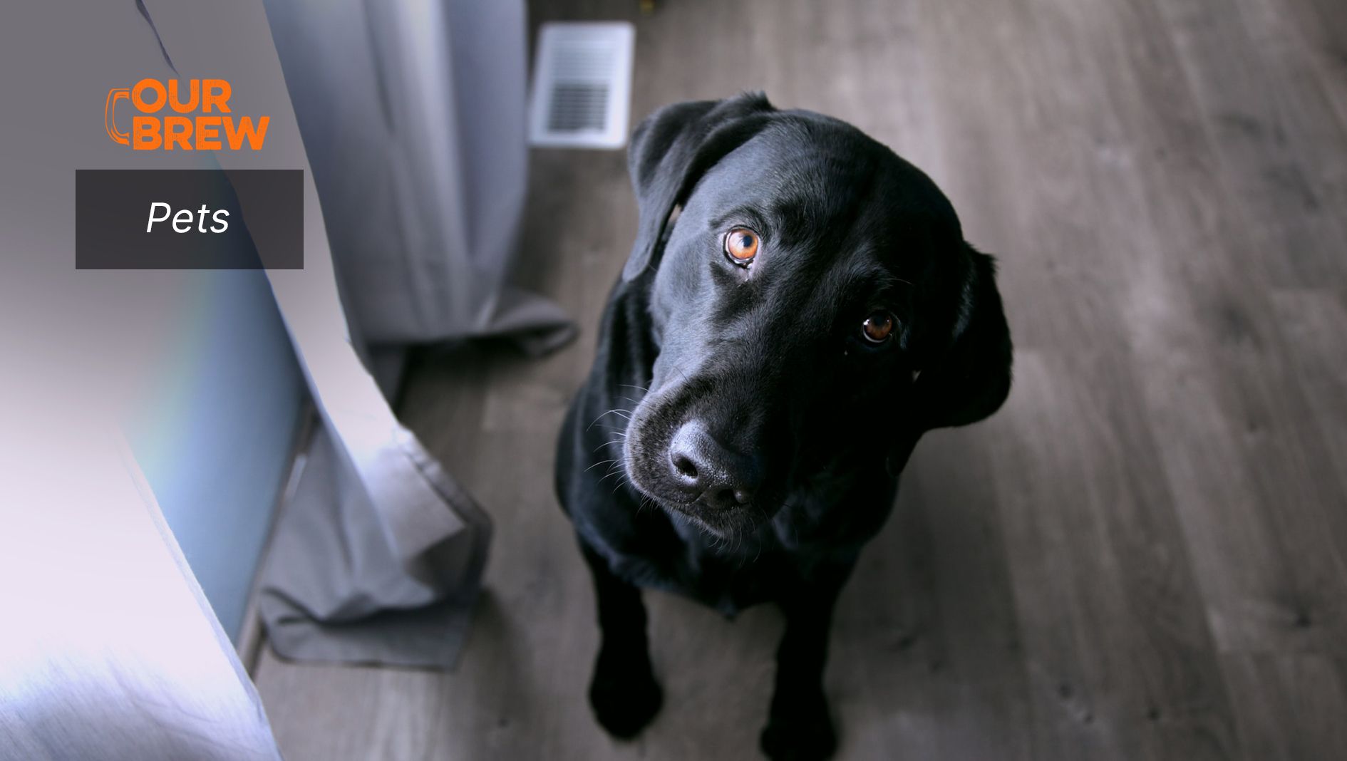 Punishment, Puppies, and Science: Bringing Dog Training to Heel