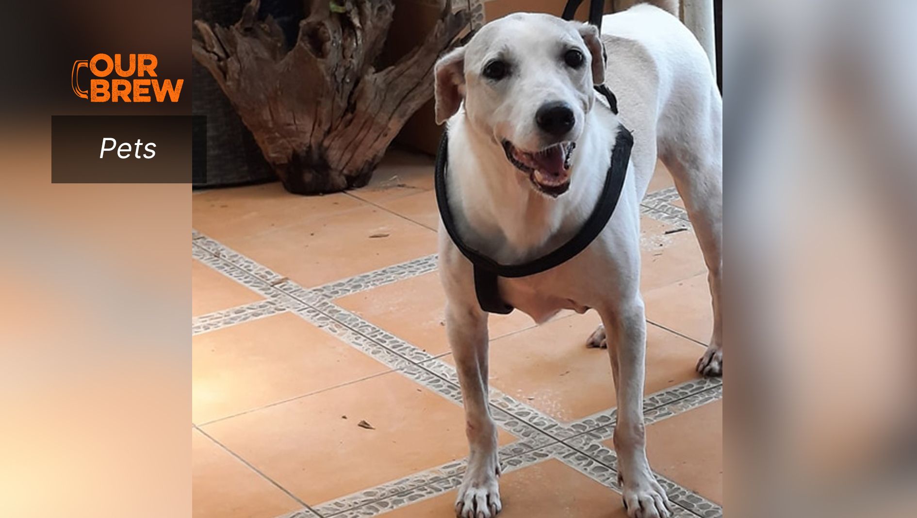 Natural Home Remedies for Ear Problems of Dogs