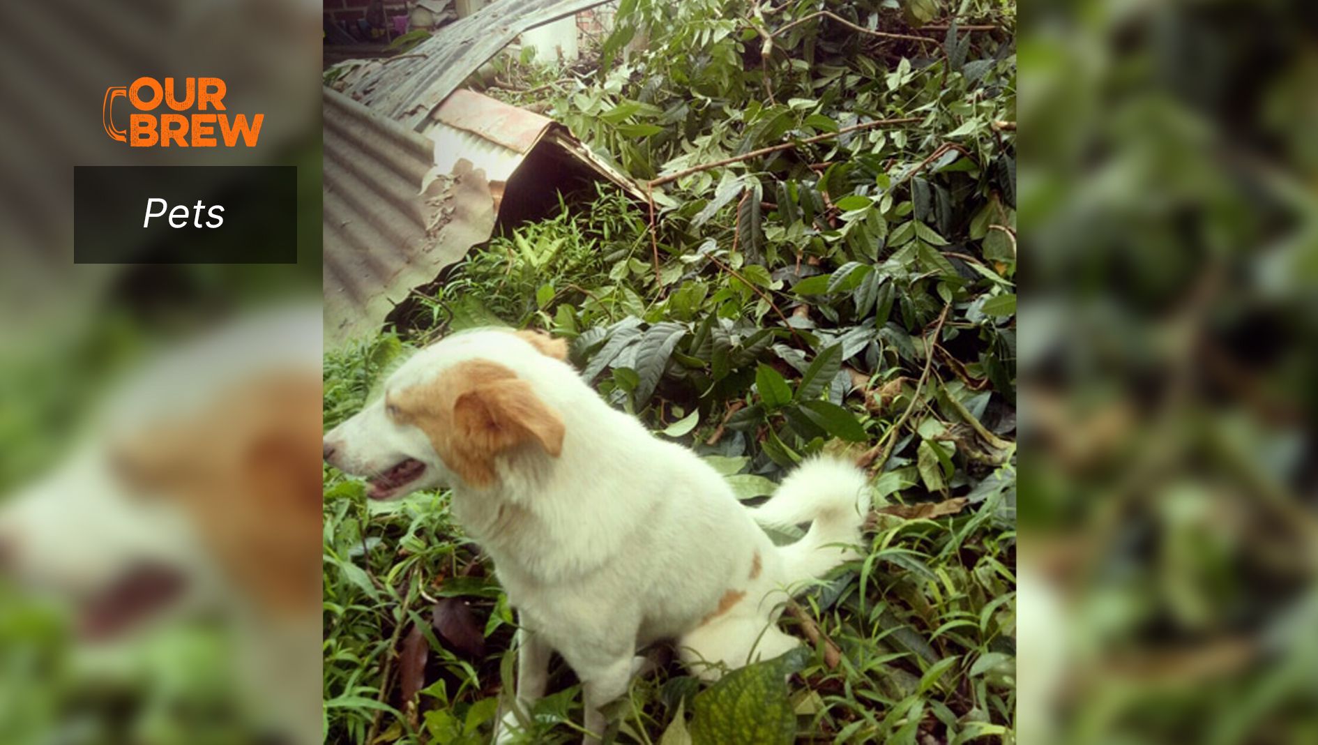 Protecting Your Pets from a Super Typhoon