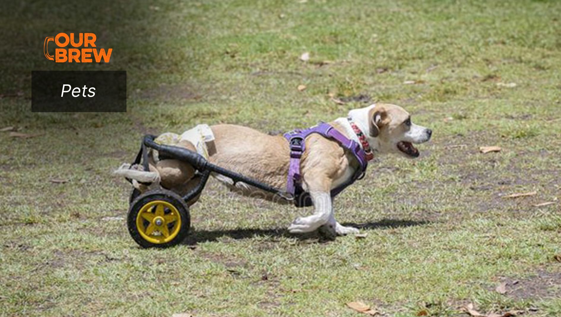 The Latest on Animal Prosthetics