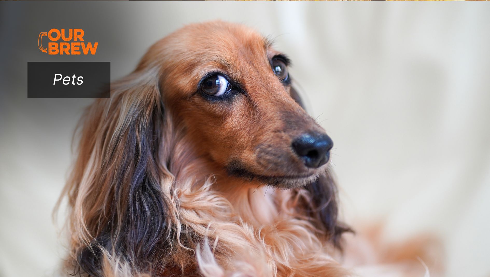 Your Dog Talks, You Just Don’t Listen