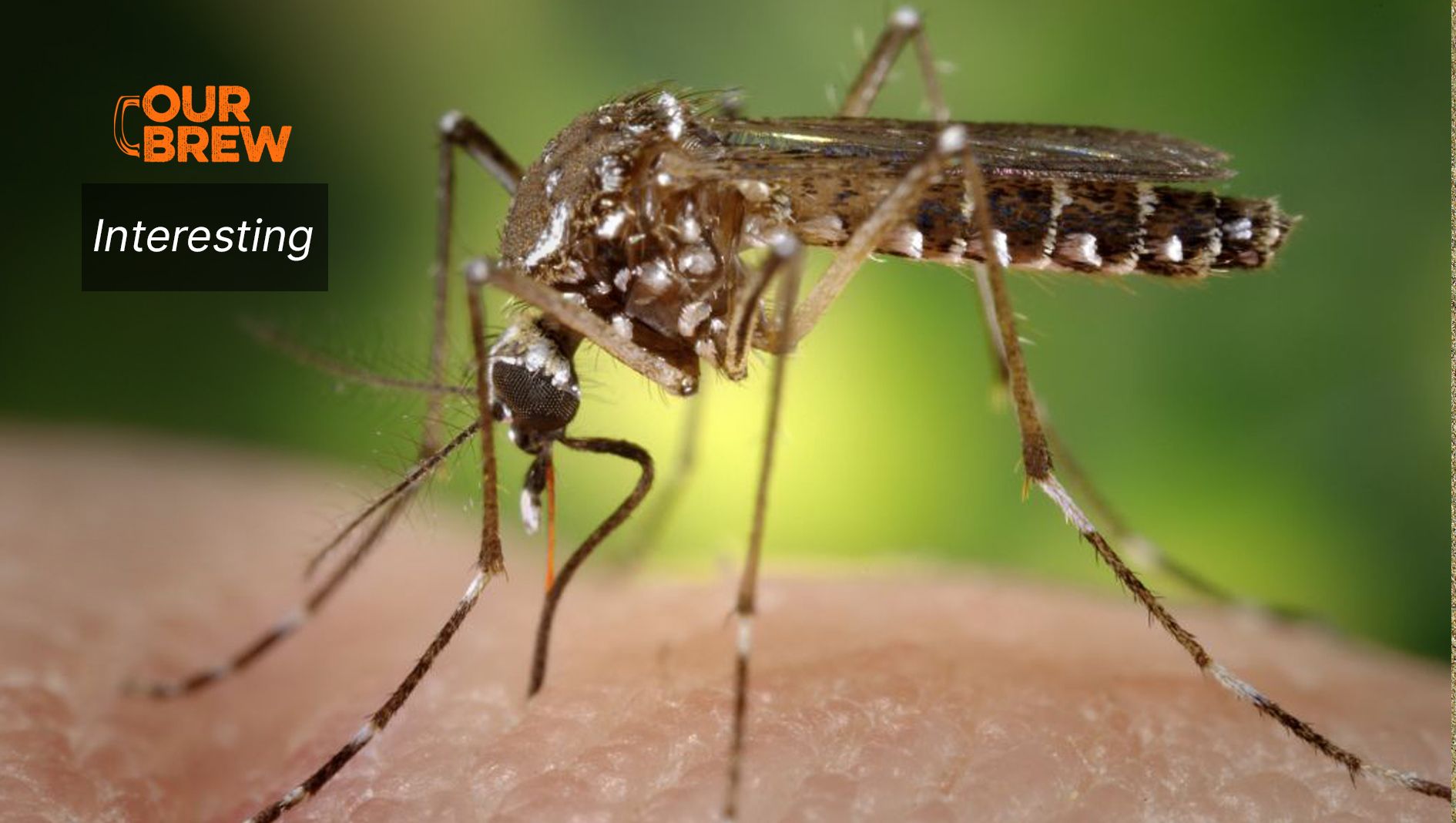 Are You a Mosquito Magnet?
