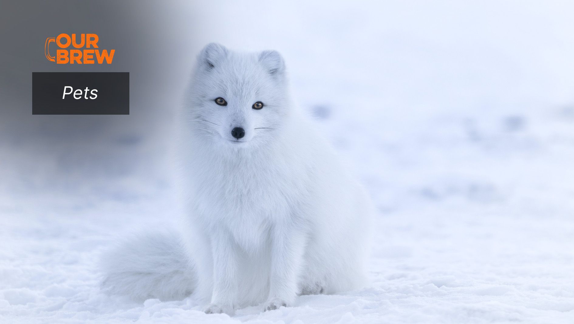 Camouflage: Animals’ Natural Defense