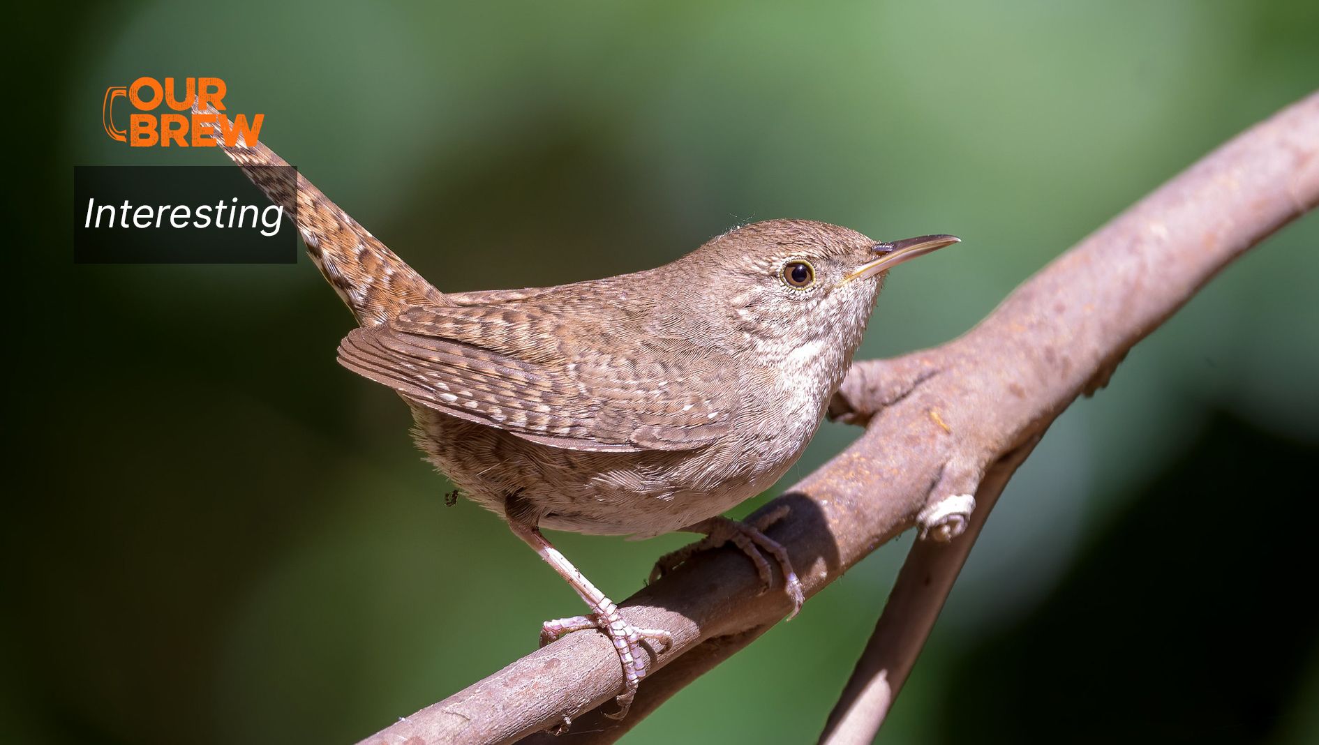 City Birds are Changing Their Tune