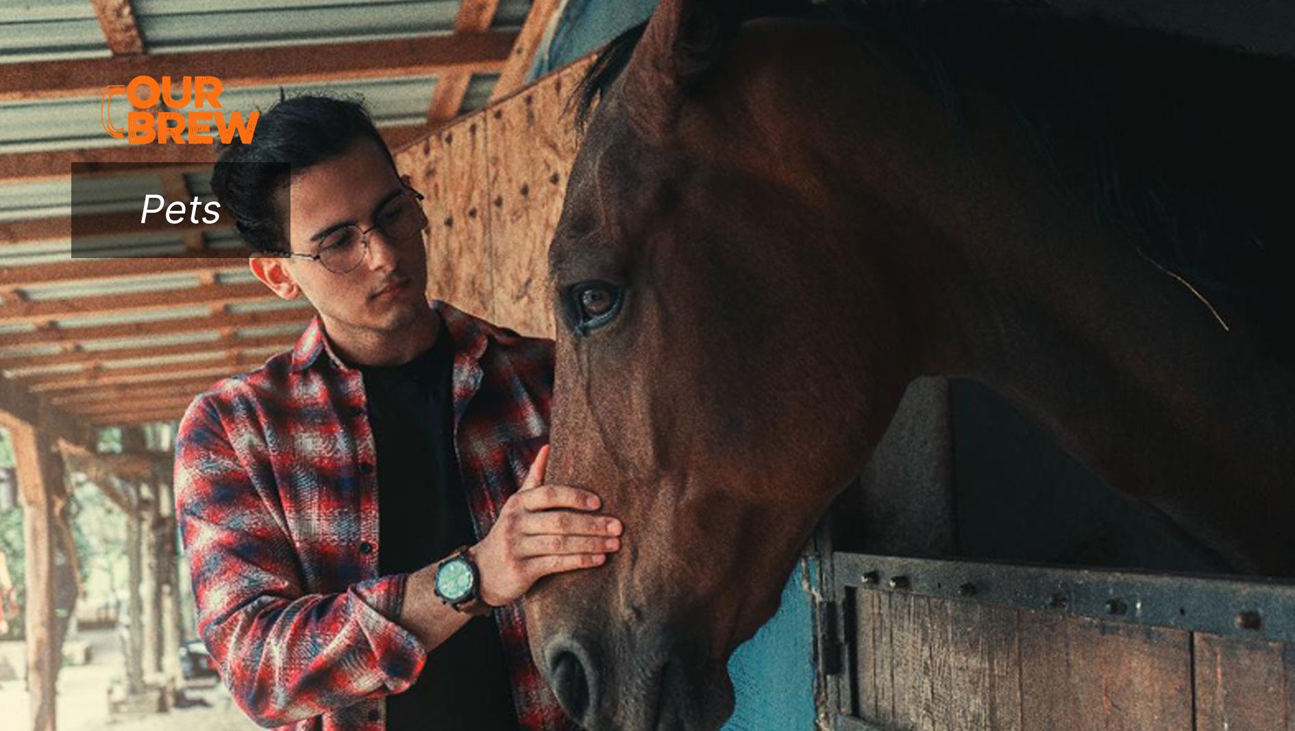 What You Should Know About Horses Before Getting One