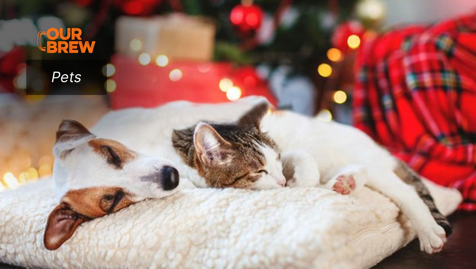 Keeping it Safe for Our Pets During Christmas