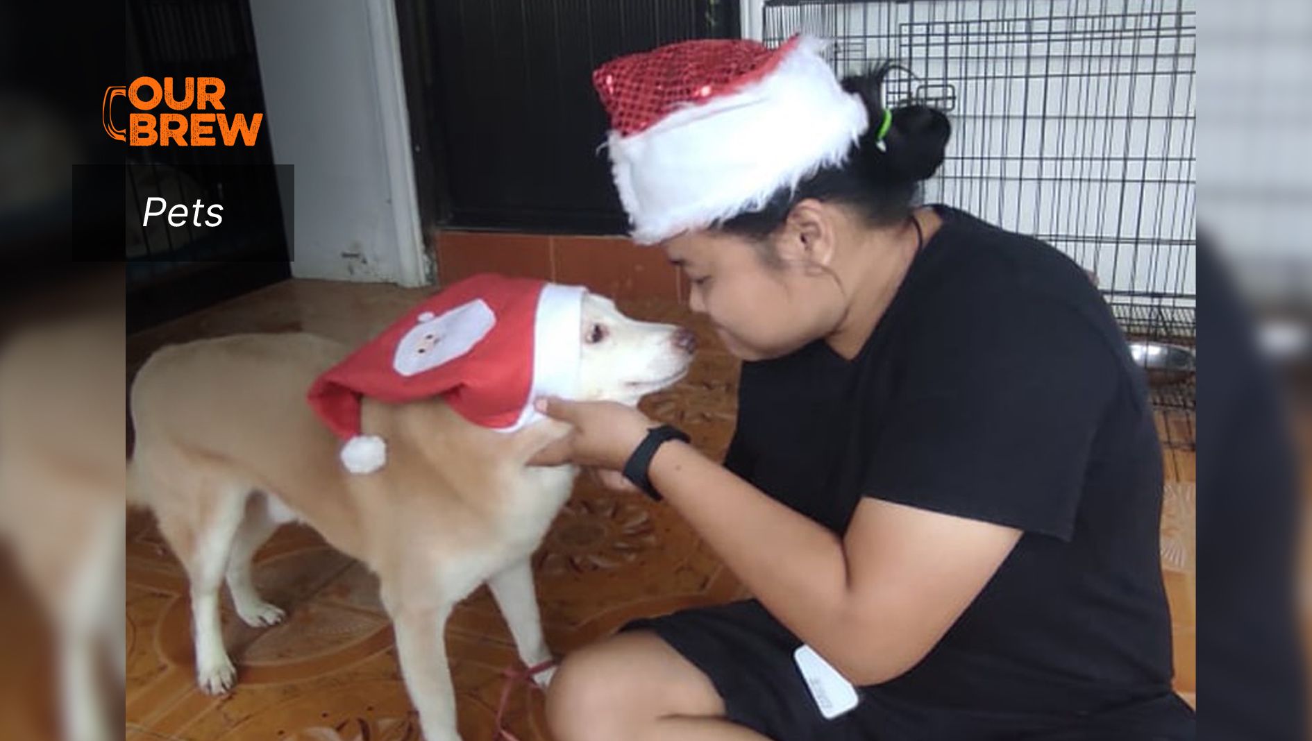 Tips to Prevent Anxiety Among Pets During New Year’s Eve