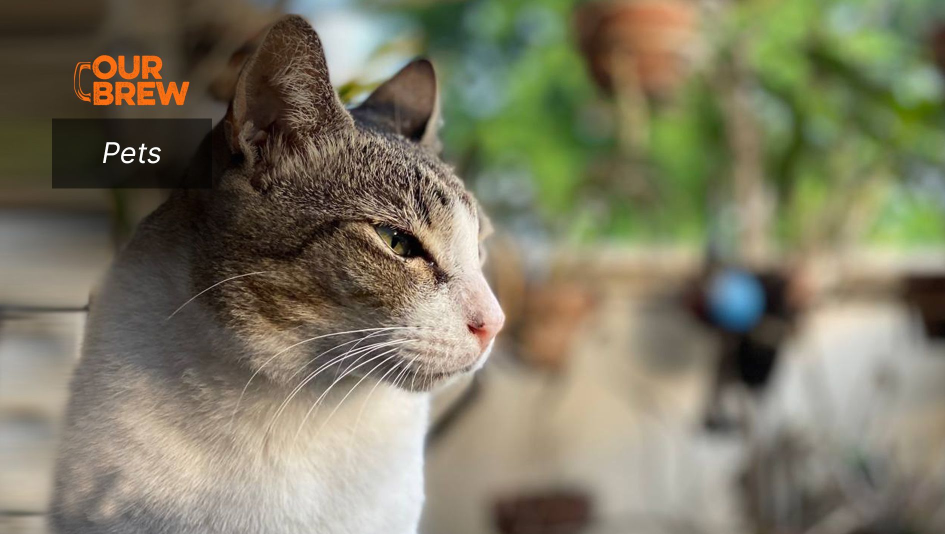 Does your Cat Have What it Takes to be A Cat Influencer?