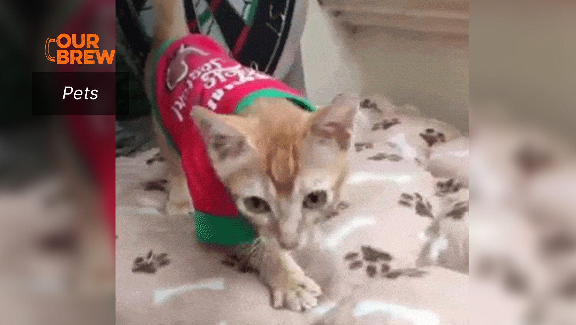 How to keep your pets warm during this cold season