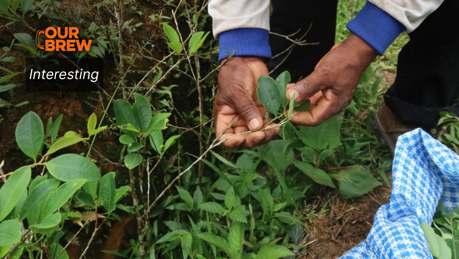 Coca Is Not Cocaine: The Truth Behind the Sacred South American Coca Leaf