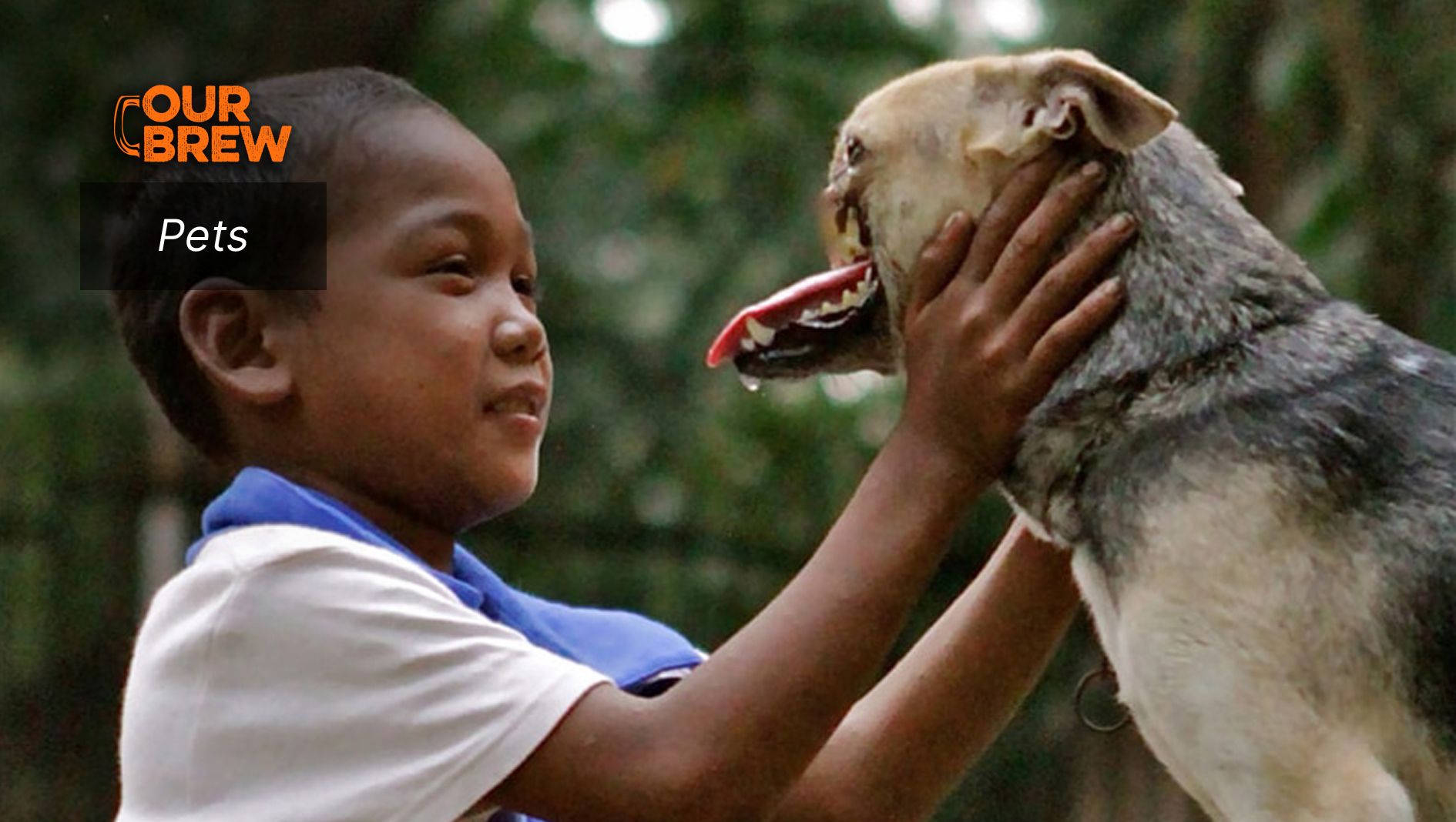 A Tribute to Female Hero Dogs this International Women’s Month