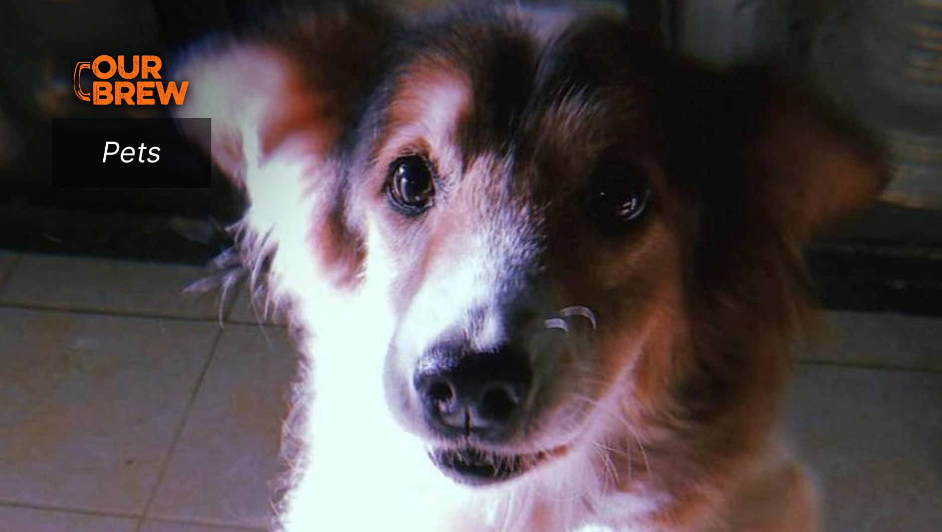 Why We Should Adopt and NOT Buy Pets