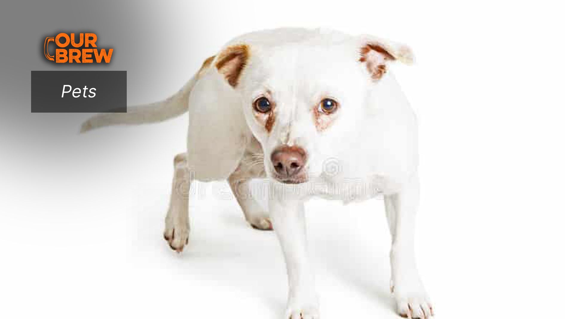 Dog Tear Stains: Cause and Treatment