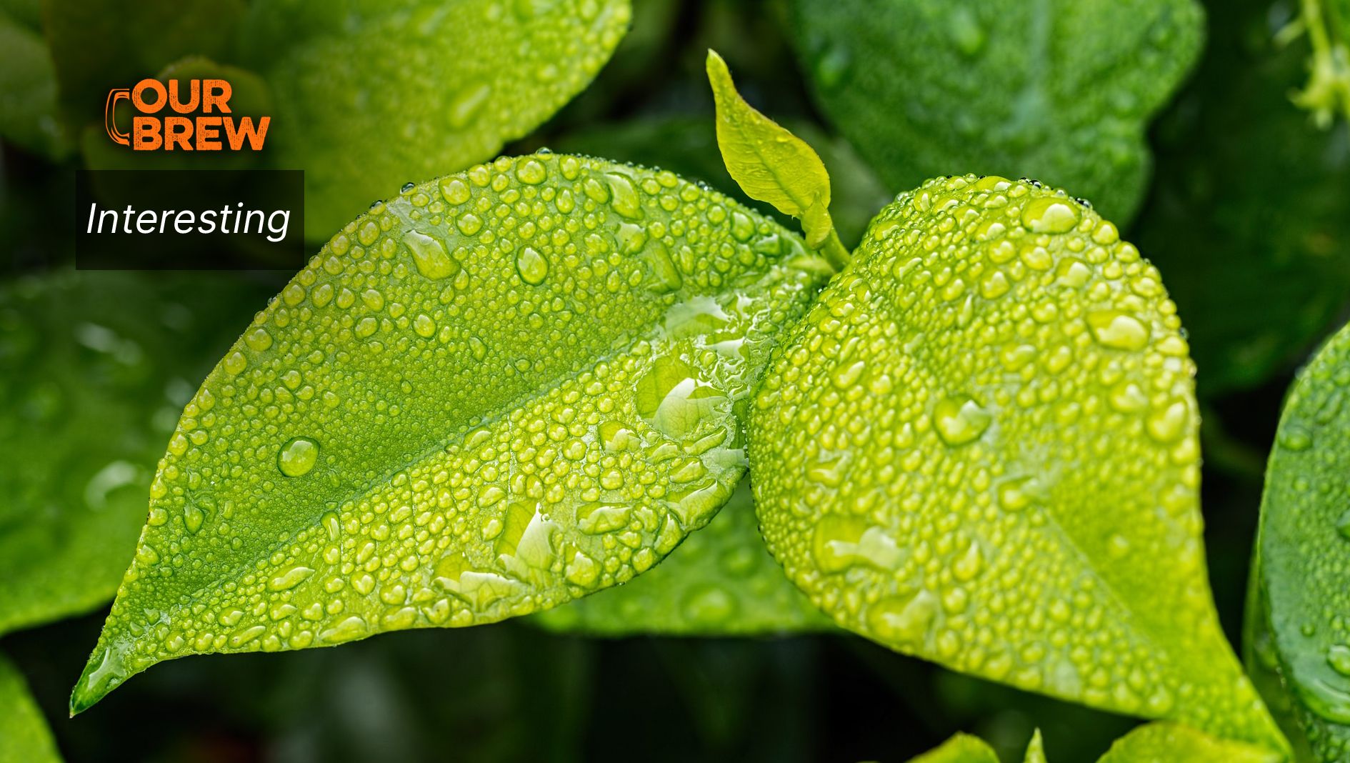 Plants Make Noises When They’re Thirsty or Being Cut, Science Proves