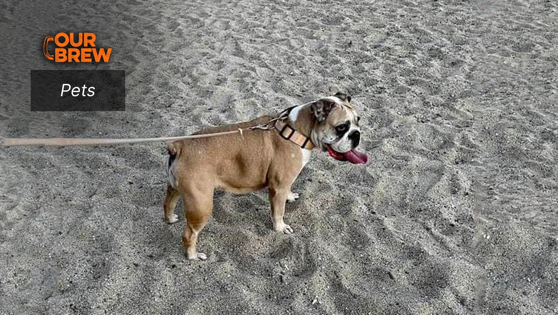 Petiquette 101: How to Be a Considerate PetOwner in Public Places