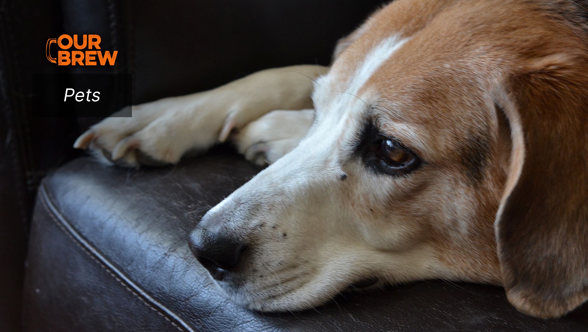 Dogs Can Have Human-Like Anxiety. They Need Human-Like Treatment.