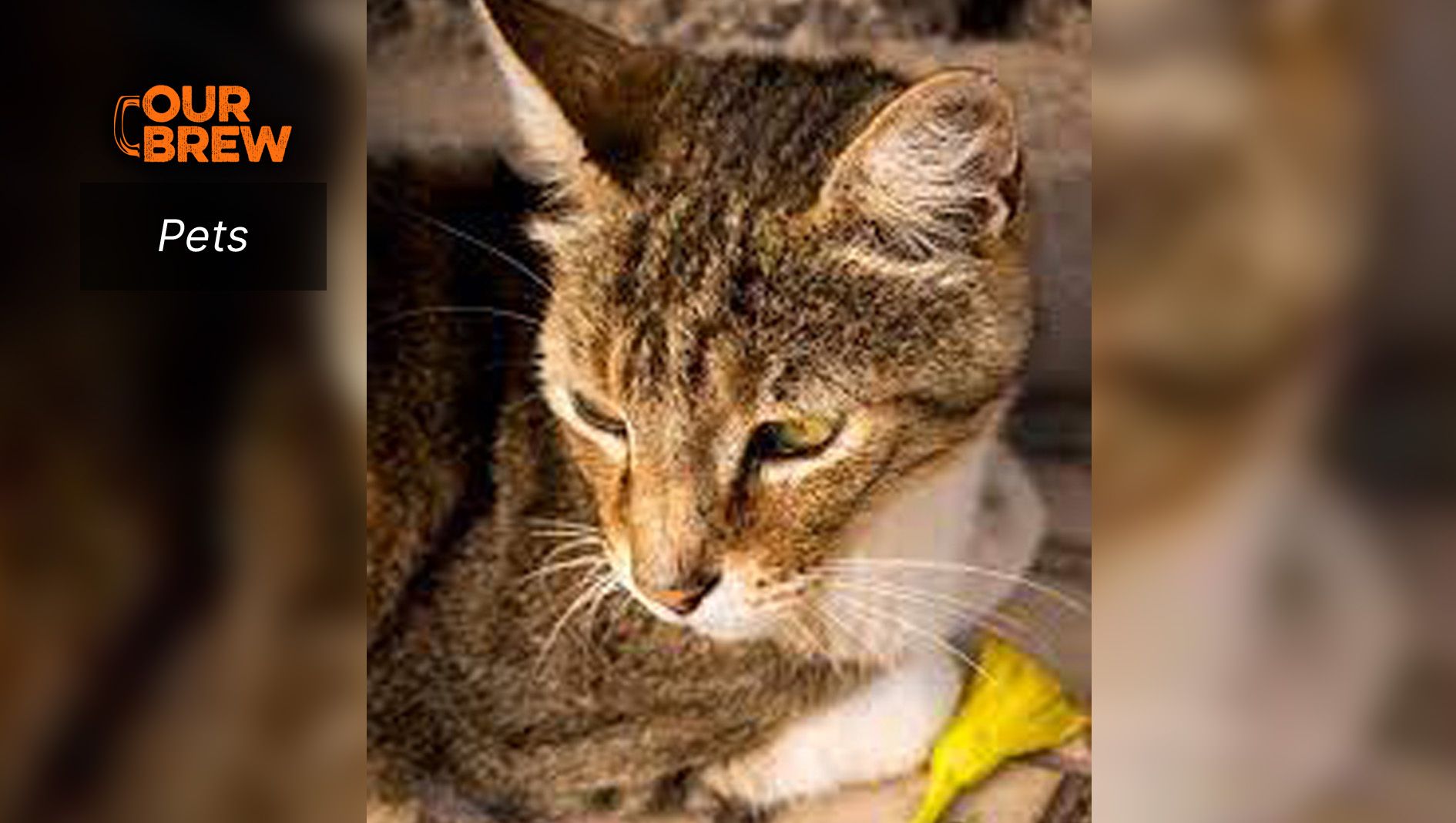 Keeping Your Cat’s Liver Healthy