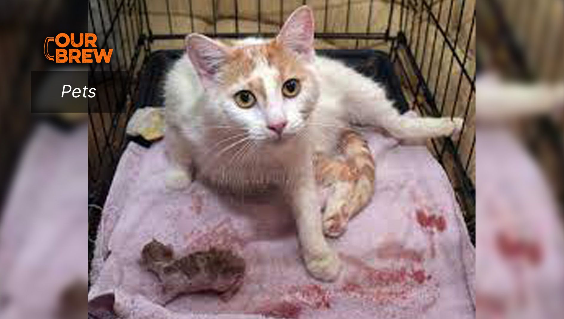 Vaginal Prolapse (Buwá in Tagalog) in Pets: Causes, Diagnosis, and Treatment