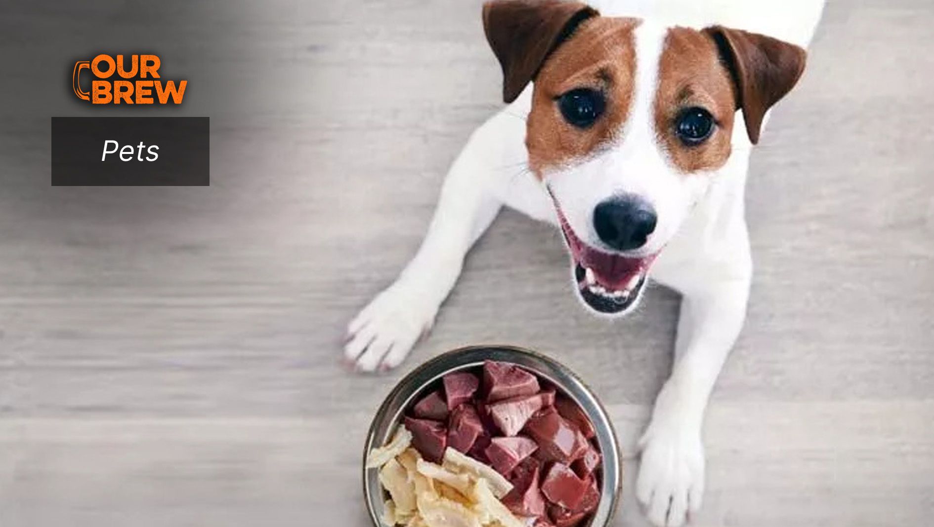 How to Keep Your Dog’s Liver Healthy