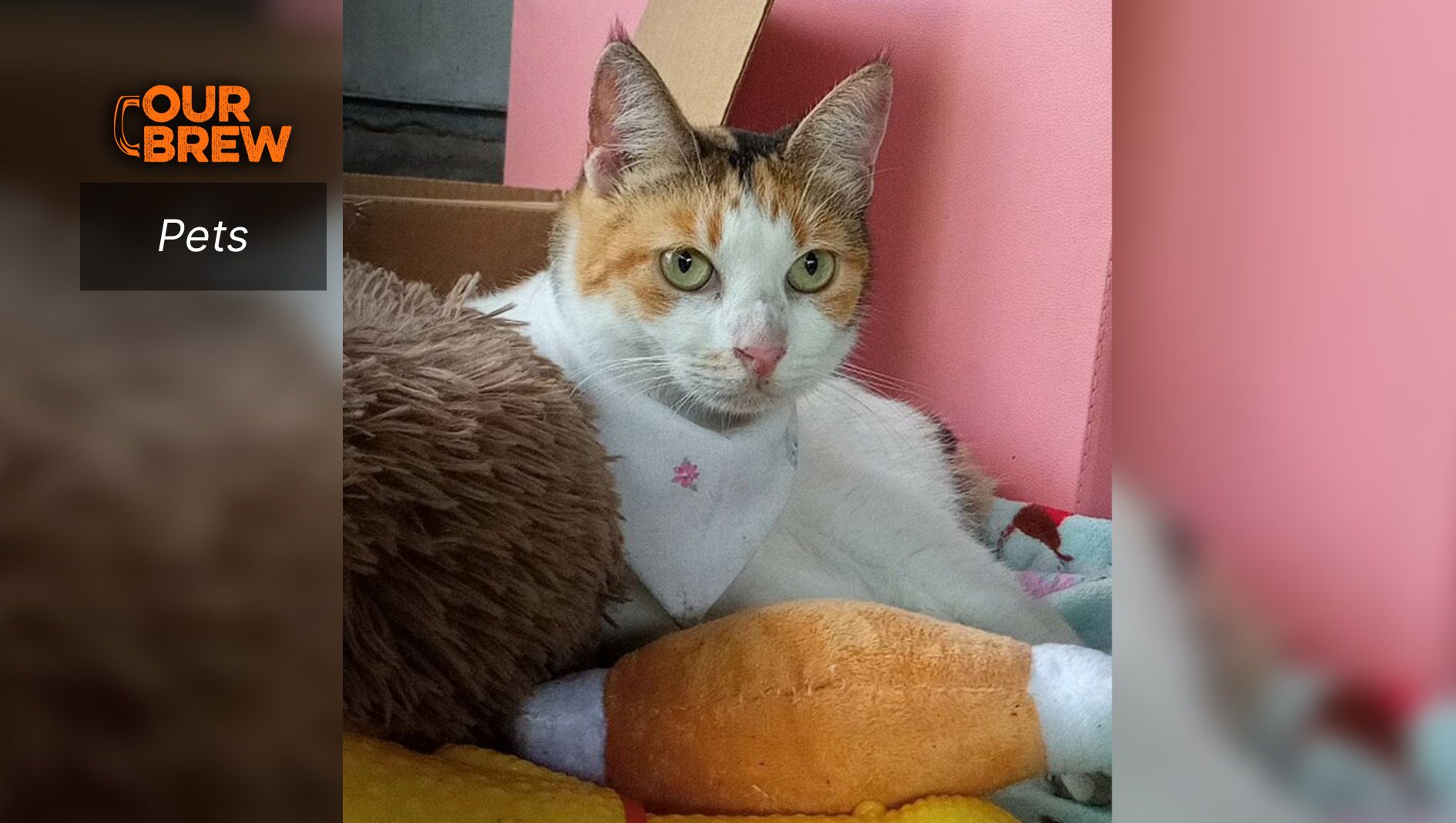 Can Cats Eat Sweet Potatoes?